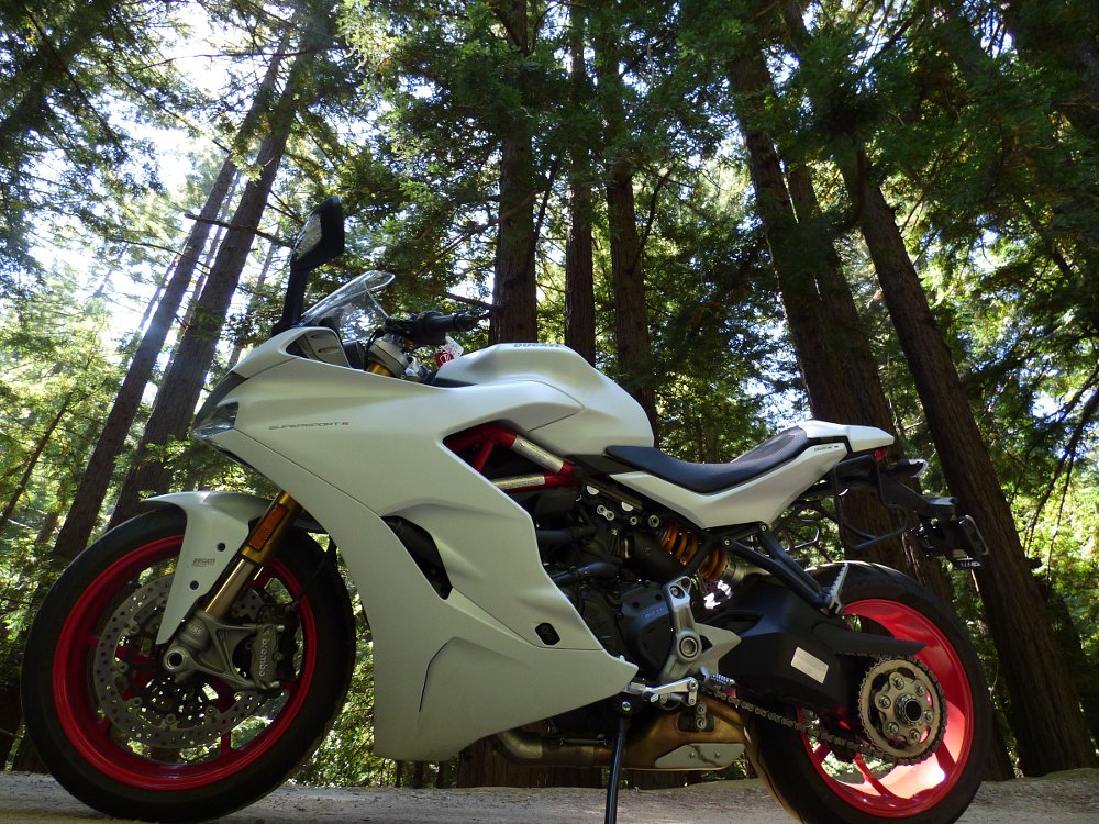 Ducati SuperSport in the California redwoods