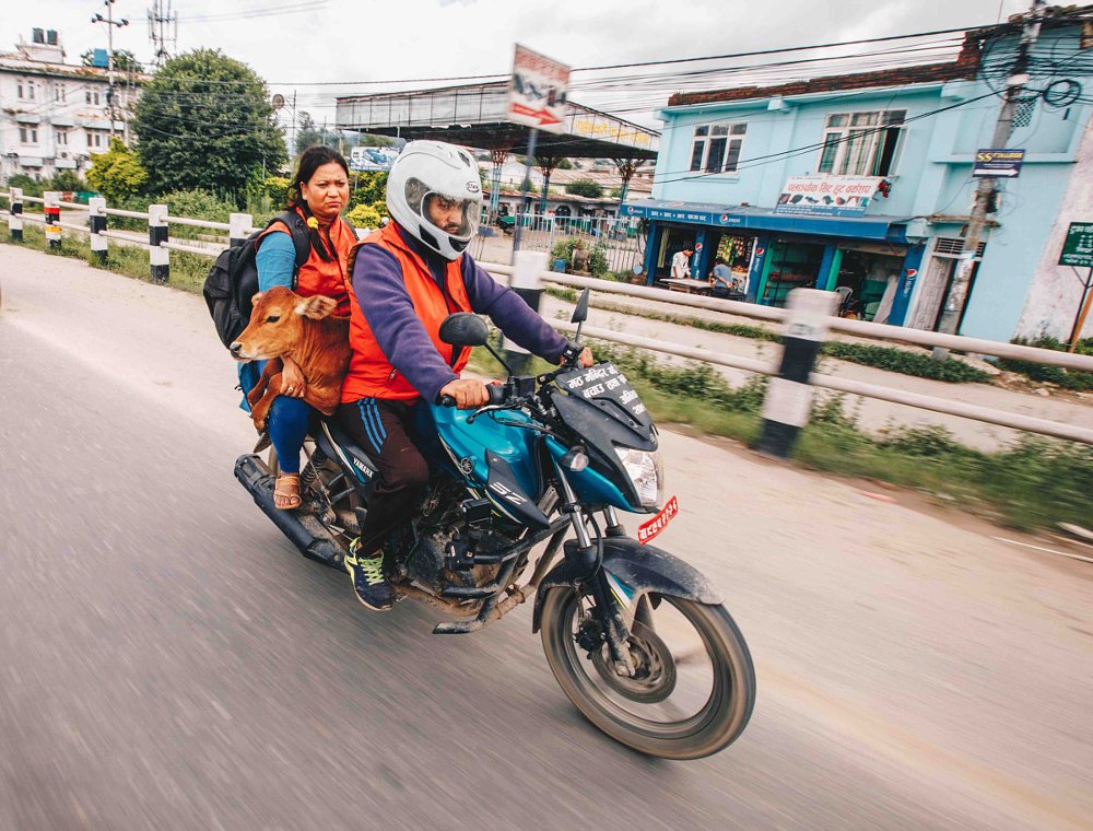 photo of a man and a woman on a small motorcycle in Nepal with a calf on the seat between them